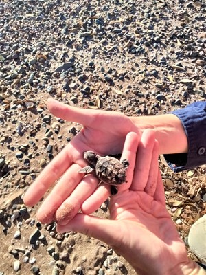 WAC Gallery - turtle survey