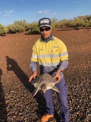 WAC Gallery - saving turtle